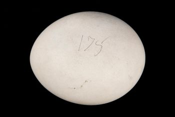 Media type: image;   Ornithology 363126 Description: Image taken for Time and Time Again exhibit at Collection of Historical Scientific Instruments.;
